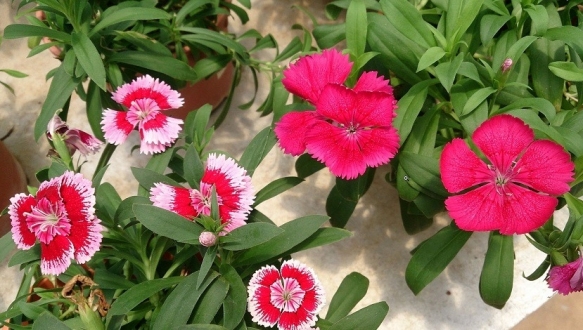 gallery/çin karanfili dianthus chinensis tohumu