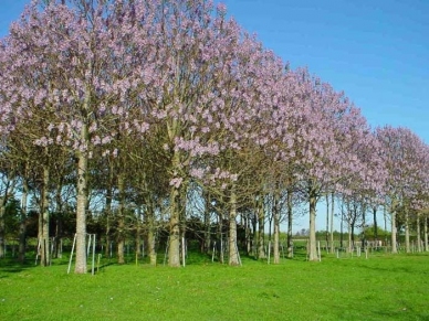 gallery/çin kavağı tohumu,paulownia tohumu,pavlonya tohumu,çin kavağı tohumu ne zaman ekilir,çin kavağı tohumu nasıl ekilir,çin kavağı tohum