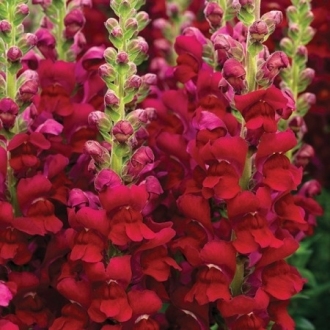 gallery/antirrhinum tohumu