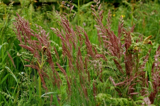 gallery/festuca rubra