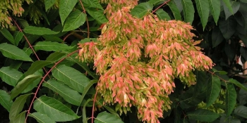 gallery/cennet-ailanthus-altissima-