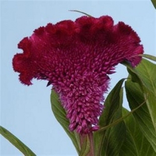 gallery/horoz ibiği çiçeği