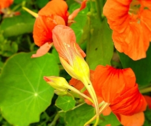 gallery/tropaeolum majus tohumu